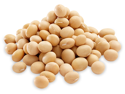 Soyabean